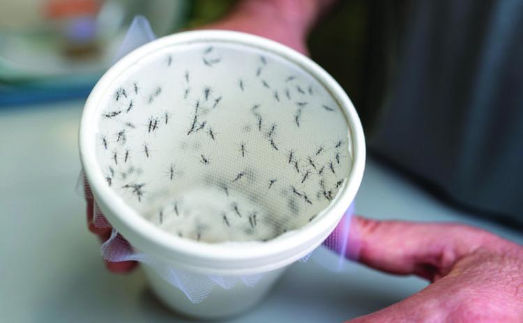 Researchers at Texas A&amp;M University’s Zach Adelman Lab utilize mosquitoes in their research of mosquito-borne viruses, such as yellow fever, West Nile encephalitis, Zika and dengue hemorrhagic fever. AgriLife Today/Michael Miller