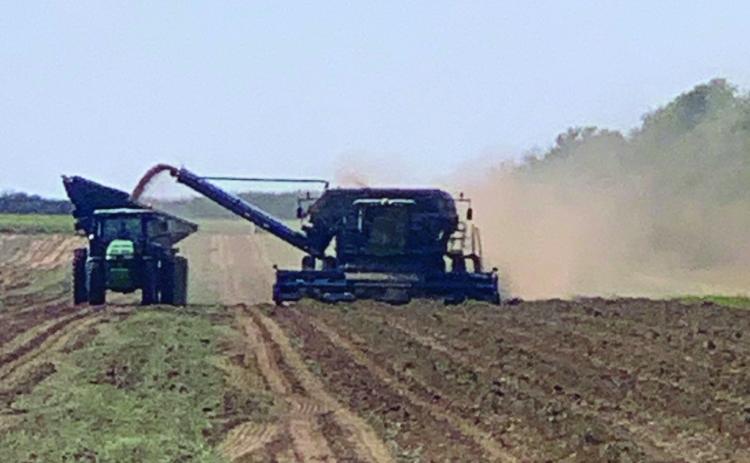 Collingsworth County kicks off 2022 peanut harvest