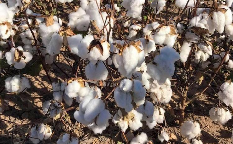 Cotton: The life’s bread of Hall County trade