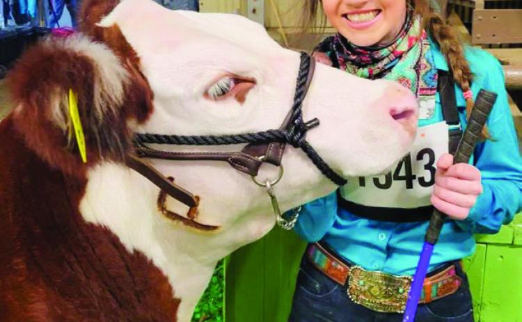 Braylee Brooks takes fourth place with her polled Hereford steer at the recent Fort Worth Stock Show and Rodeo. Courtesy Photos