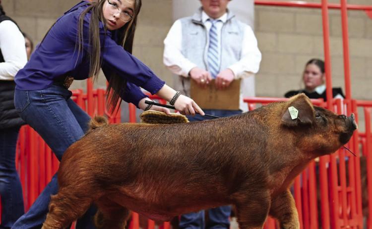 Brylnn Kemp, a Wellington Junior High School seventh grader, shows the second-place Class 6 Lightweight Duroc at the Fort Worth Livestock Show and Rodeo last week. Photos Courtesy of Collingsworth County Livestock Show