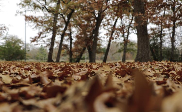 Fallen leaves, while benefiting the ecosystem, can become a wildfire hazard if they remain in the wrong places. Courtesy Photo
