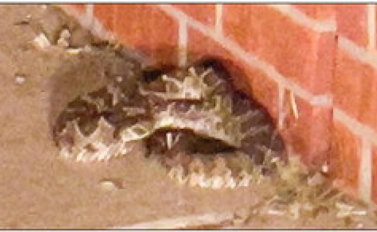 Collingsworth County resident Lucy Owens reports that she nearly got bit leaving work at Wellington Tractor Parts, just south of town on Hwy 83, Monday, Sept. 19 by this “big fella.” Definitely a rattlesnake, she wants to spread the word that it pays to stay alert, especially right now, as rattlesnakes are on the move. Photo Courtesy of Lucy Owens