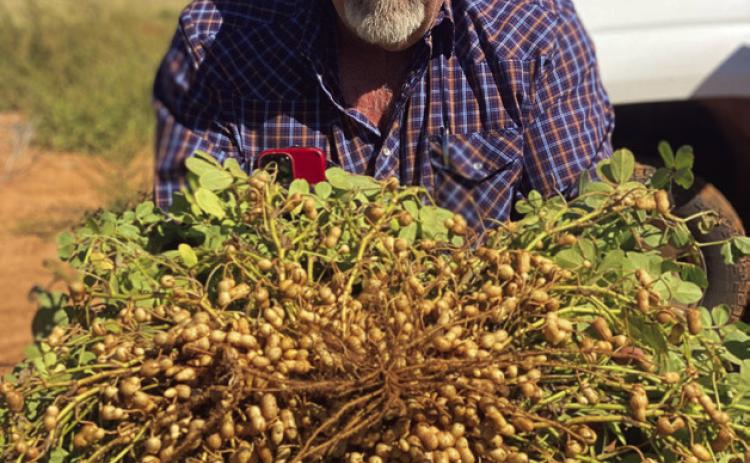 Area producers get going on 2023 peanut harvest