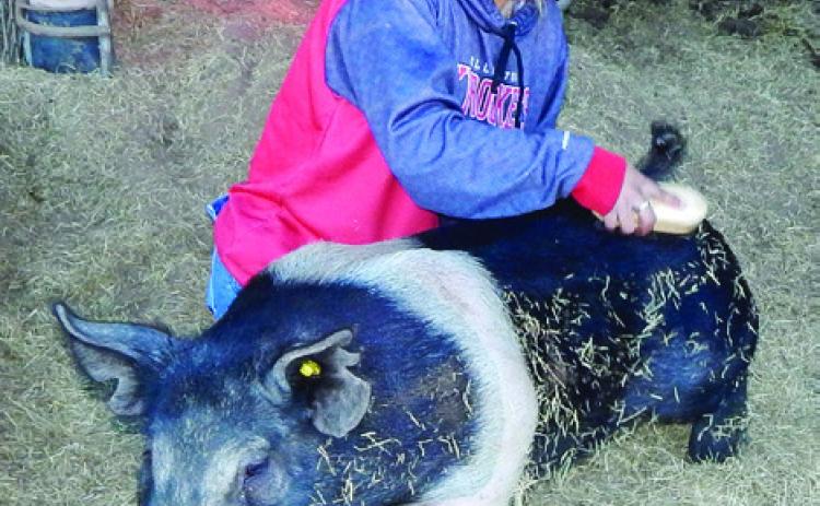 Wellington High School junior Ashtyn Valles grooms her pig during the Christmas break, preparing for the Saturday, Jan. 18 Collingsworth County Livestock Show at Wellington Fairgrounds. The Red River Sun/Bev Odom
