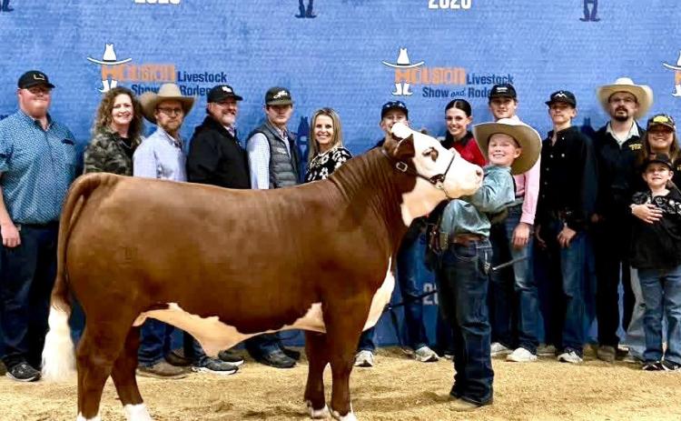 Hall County livestock exhibitors, including Tucker Brooks, who took fifth place with his light-weight polled Hereford, compete at the Houston Livestock Show and Rodeo.