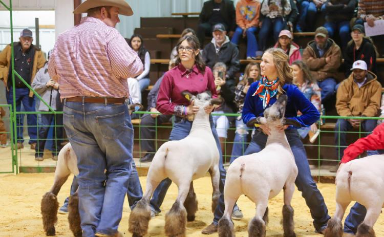 The 2024 Hall County Jr. Livestock Show welcomes 38 exhibitors, along with 74 animals, including six lambs, Saturday, Jan. 20 at the Hall County Show Barn. KKR Photography