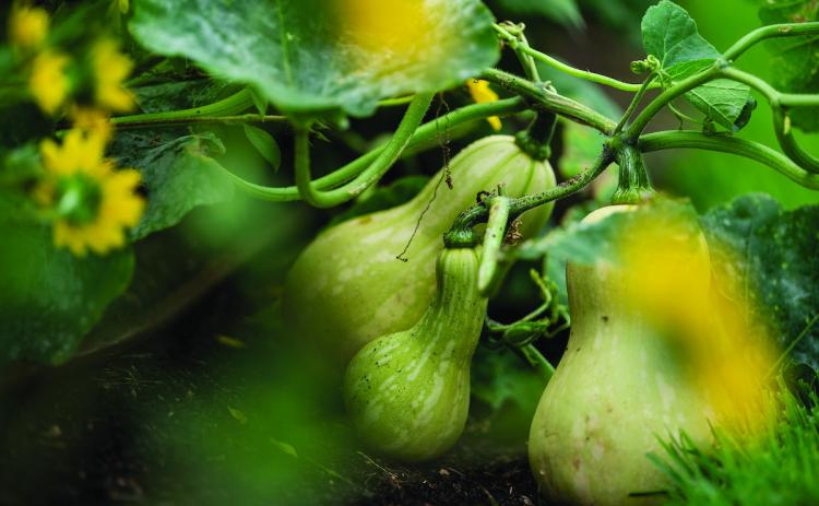 March gardening guide: Prepare beds, prune and plant