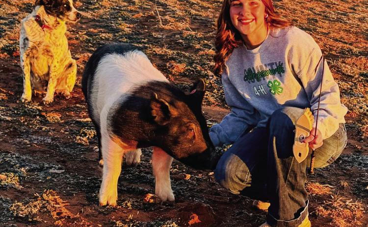 Seniors share perspectives on livestock show projects