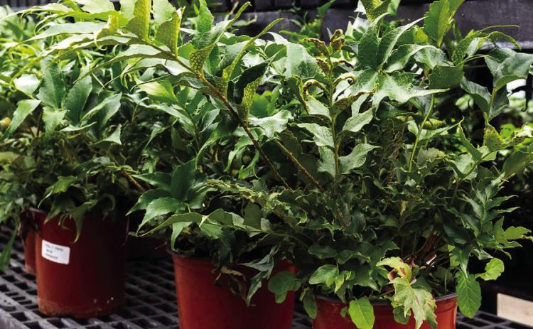 Holly fern, also known as Japanese holly fern and fish tail fern, is the newest Texas Superstar plant. Courtesy Photo