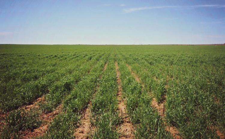 Conservation tillage practices, such as strip tilling, provide numerous conservation benefits to crops and the environment. By reducing the amount of soil surface disturbed and leaving crop residue on the soil surface, conservation tillage protects the soil from wind and water erosion and supplies the soil with organic nutients. Salt Fork Soil and Water Consevation District