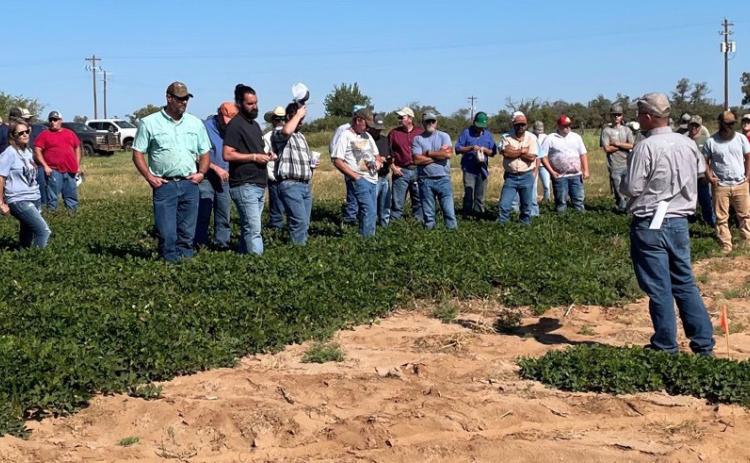 The AgriLife Extension Collingsworth County 2021 Crops Tour stops in the Lillie community, where participants viewed Rex Henard’s mature peanut plants. Trials such as these help to analyze growing conditions, the impact of weather patterns, yields and seed varieties. The Red River Sun/Bev Odom