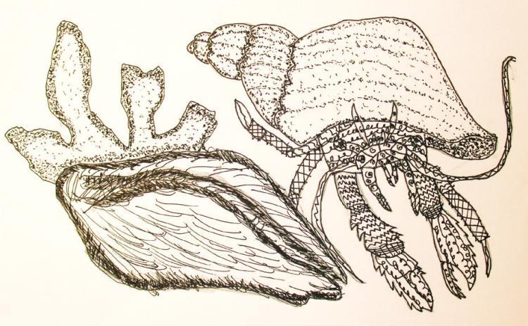 A crab, drawn by Justyn Orr, searches for shells. Art by Justyn Orr
